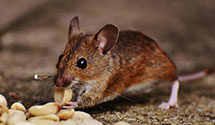 24 Hour & Emergency Exterminators in Inala, OK
